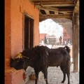 Vendredi 14/04 - Népal - Patan - Kumbeshwar