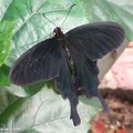 Papilio helenus • papilionidae • Philippines