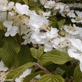 Arbuste à floraison printanière