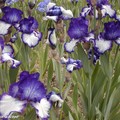 Iris plicata… extraordinaires !