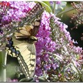Un beau papillon… le Machaon.