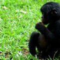 CONGO