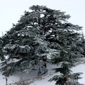 LEBANON, 2002-03