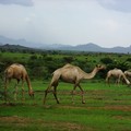SUDAN, march-nov. 04