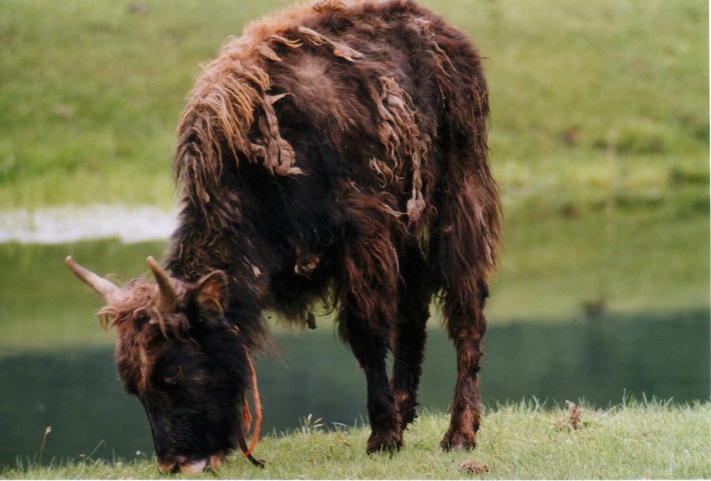 Jeune yak, dans la vallée de l'Orkhon, Mongolie