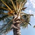 cocotier au Mexique