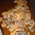 DSC00834