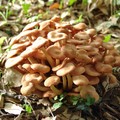 Hypholoma_Fasciculare
