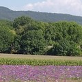 Organic Lavenders