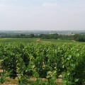 Bonnezeaux_2006_003