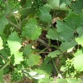Bonnezeaux_2006_016