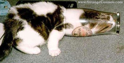 Au chat qui fume - Photo de Cat folies - Sirop de griotte