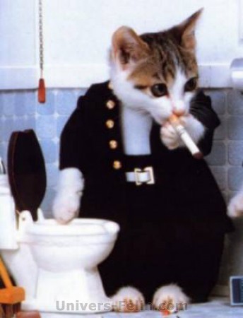 Au chat qui fume - Photo de Cat folies - Sirop de griotte
