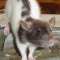 Ratounet