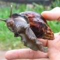 Escargot (de taille!)