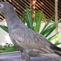 Perroquet de Madagascar