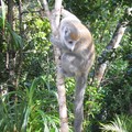 Lemur courroné