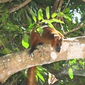 Lemur hybride