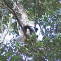 Indri indri