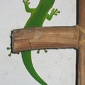 Gecko pensionnaire 
