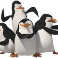 Les pingouins