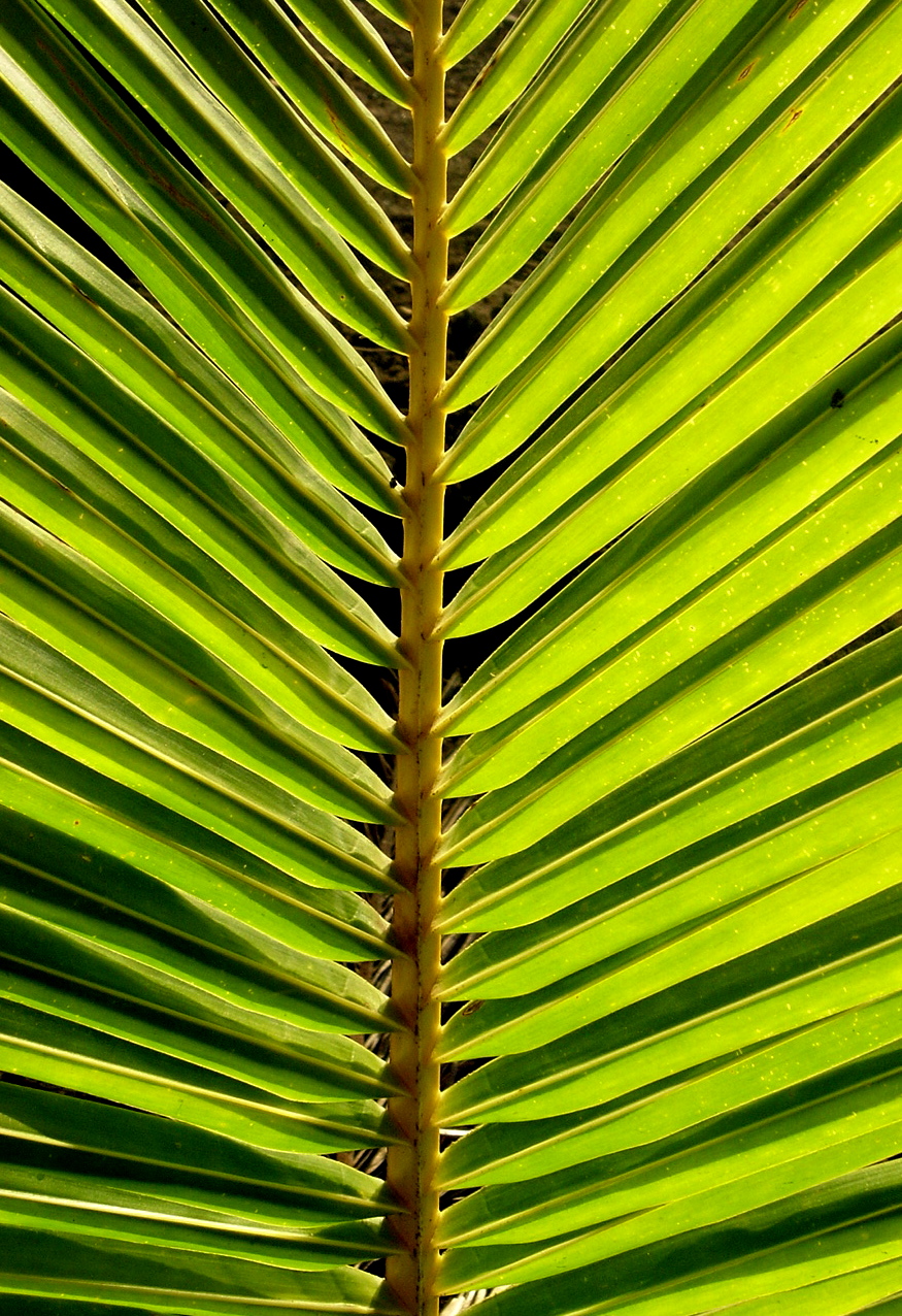 feuille de cocotier - plantation de cocotier