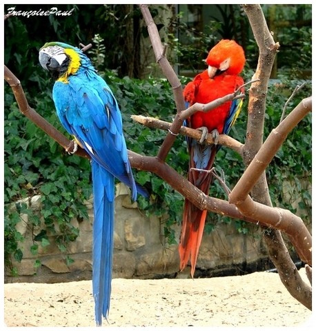 Zoo De La Palmyre Album Photos Nature Faune Flore