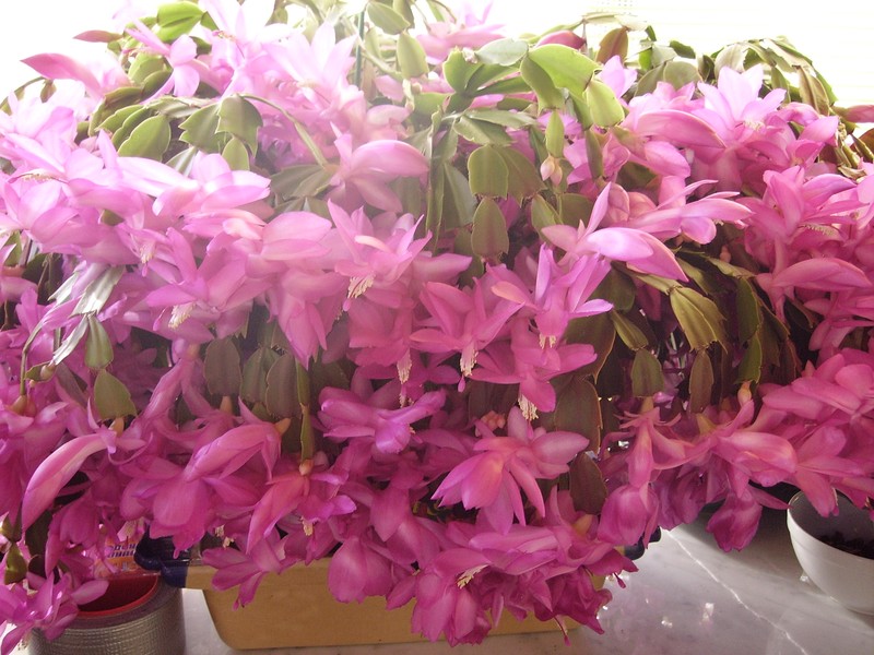 Cactus de Noël rose - Photo de Les Fleurs et Zaza - Les Zazaneries d 'Isabelle